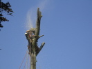 mast mast